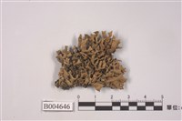 藏品(黃袋梅衣)的圖片